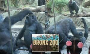 Man Has Sex With Ape - Giant male primate shocks families at Bronx Zoo by performing sex act on  his pal | Daily Mail Online