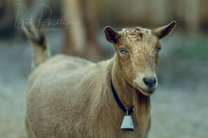 Goat Porn - Goat Porn | They are here among us.. | Bob | Flickr