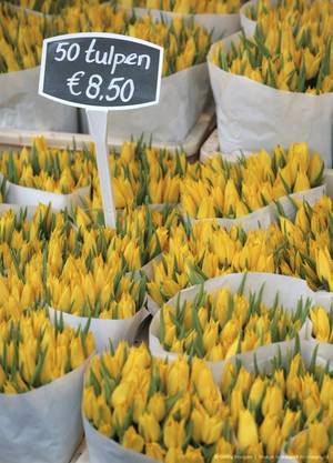 Dutch 17th Century Porn - The tulip has come to be a symbol of the Netherlands, and is both a