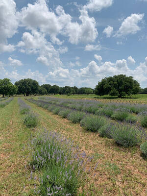 Milena Velba Fucking - Visiting the Lavender Farm â€“ 7th Street Candle Co