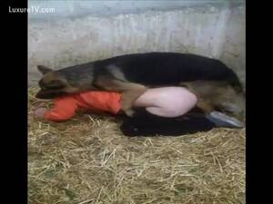 Guy Licking Pussy German Shepherd - German shepherd fucking the guy - LuxureTV