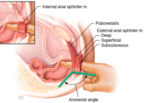 Hot Anal Porn Anatomy - Anatomy Anal Porn | Sex Pictures Pass