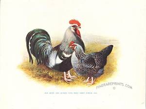 Coq Vintage Chicken Boy Porn - Antique print: picture of Old Kent and Sussex Five-toed Grey Fowls -