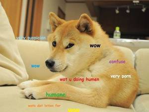 Doge Meme Porn - Wow Very Porn Such Image, 640 Ã— 480 pixels