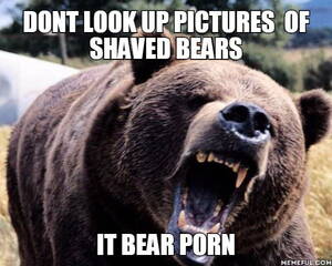 Funny Bear Porn - Dont look up pictures of shaved bears. it bear porn - 9GAG