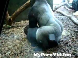 Gorillas Fucking Girls - Gorilla on fucking in front of a beautiful lady. from bus sex gorilla  fucking real Watch Video - MyPornVid.fun