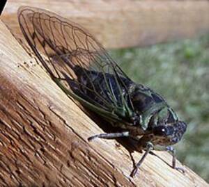 insect black free porn movies - Cicada - Wikipedia