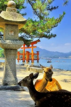 Jpn Non - Tired of heat. Photo by Youji Kawamura. The deer also use the shade in the  heat of God! *World cultural heritage Itusukushima Shrine in Japan Sankei*