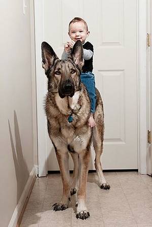 Guy Licking Pussy German Shepherd - 21 pictures of babies next to big dogs that will make your heart melt ! A  young boy learns to ride with his big dog