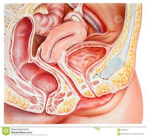 cross section internal cumshot - Vaginal Cross Section - Mega Porn Pics