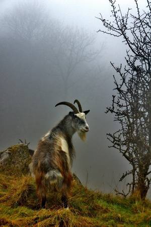 Mamma Goat Porn - Misty Mountain Goat by ~TheFutureIsBright on deviantART