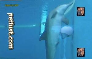 Hardcore Dolphin Porn - Horny dolphin underwater zoo fetish caught on cam