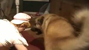 Doggie Blowjob - â–· Woman gives dog blowjob in bestiality porn