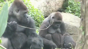 Gorilla Dick Porn Animated - A female gorilla teasing the silverback : r/funny