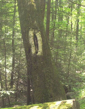 Druidic Nature Porn - She was hiking in the Smokey Mountains last week and thought of me. Her  daughters, mother, sister and nieces thought it was odd when she insisted  on ...