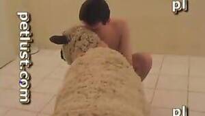 Gay Sheep Porn - Sheep porn Animal Porn