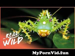 Incredibles Insect - Incredible Insects Of The Amazon | Mini Monsters Of Amazonia | Real Wild  from ter insect sex tiny ter ritu Watch Video - MyPornVid.fun