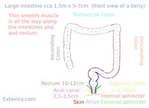 anal sex symptoms - Anal sex, enema, extreme practices - experience - Extasica