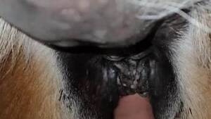 Furry Animal Vagina Porn - Horny man deep fucks furry animal in brutal XXX scenes