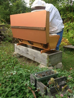 Gmo Adventure Time Porn - A backyard beekeeper conducting an inspection of a Kenyan Top Bar Hive  (KTBH), which is shaped like a hollow log (a preferred wild honey bee  habitat).