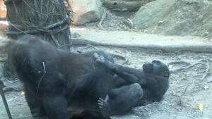 Monkey Sex Oral - Gorillas Perform Oral Sex at Bronx Zoo, Humans Horrified : r/funny