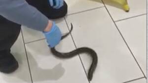 Genki Japanese Eel Porn - Eels found squirming on bathroom floor at Scarborough Town Centre :  r/toronto