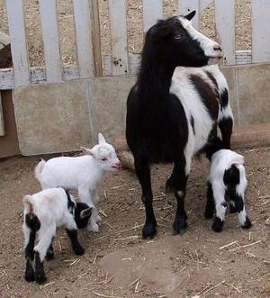 Mamma Goat Porn - Nigerian momma and babies