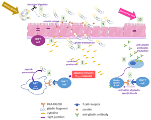 Girlsdoporn E327 - IJMS | Free Full-Text | Type 2 Transglutaminase in Coeliac Disease: A Key  Player in Pathogenesis, Diagnosis and Therapy