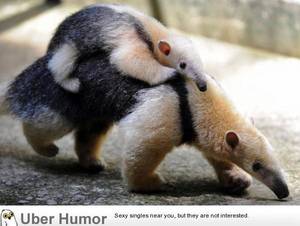 Anteater Furry Porn - Cute Animal Porn!