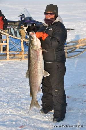 Hunting Fishing Porn - One of my secret hopes - to go way up north and catch a sheefish. Of course  not throught the ice in the winter, but with the fly while trying not â€¦