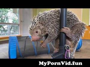 Brazilian Porn Sex Porcupine - Home Safari - Brazilian Porcupine Rico - Cincinnati Zoo from brasilian zo  Watch Video - MyPornVid.fun