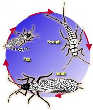 Insect Porn - Stonefly Lifecycle