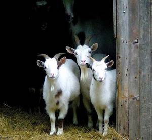 Mamma Goat Porn - Goats hiding out