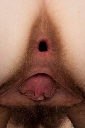 hairy anal close up - Asshole Close Up Porn Pics - PornPics.com