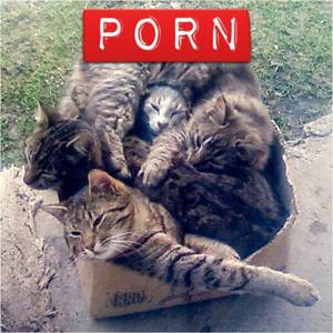 Cat Box Porn - Group session Â· Cat BoxesBig ...