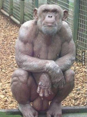 Gorillas Fucking Girls - Not only are their muscles stronger on a kilo-by-kilo basis, they are also  fucking ...