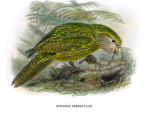 Human Male Furry Bird Porn - Illustration of a kakapo from the book \