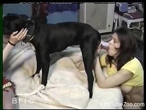 Doggie Blowjob - dog-blowjob Animal porn videos