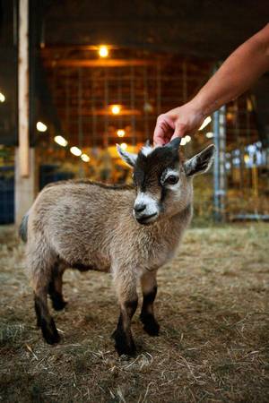 Mamma Goat Porn - pygmy goat