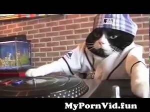 Cute Dj Cats Porn - DJ KITTY from dj cats Watch Video - MyPornVid.fun