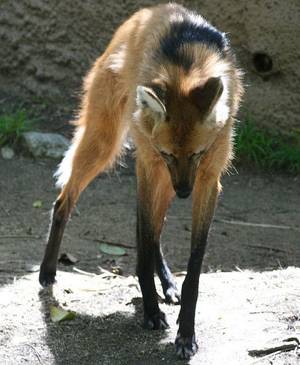 Maned Wolf Furry Porn - Maned Wolf. Not a wolf or a fox, but way cool.