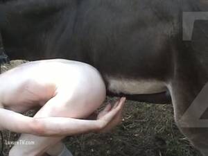 Donkey Fucker Porn - guy fucked by donkey - LuxureTV