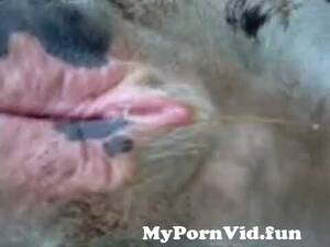 black cow pussy - cow pussy from cattle pussy Watch Video - MyPornVid.fun