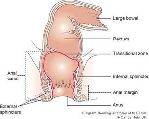 Gay Anal Diagram - Anal diagram gay Excellent gallery 100% free. Comments: 3