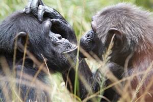 Chimpanzee Sex - Animal Sex: How Chimps Do It | Chimpanzee Courtship & Mating | Live Science