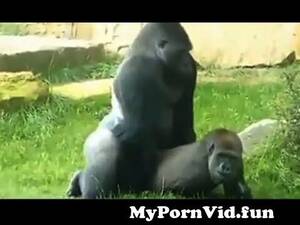 Gorillas Fucking Girls - Gorila MatingAnimal Mating How does a gorilla mateDo gorillas mate face to  face? from gorilla fucking g Watch Video - MyPornVid.fun