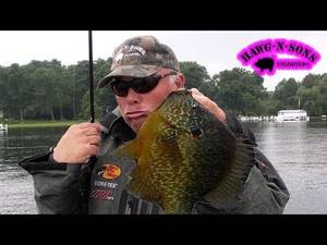 Best Fishing Porn - BEST Fishing BIGGEST Pumpkinseed Sunfish Fish Ever â€“ Bluegill Panfish