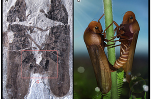 Insect Porn - Insect fossil porn: Jurassic edition. | Discover Magazine