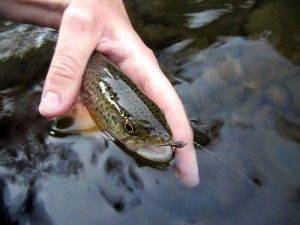 Hunting Fishing Porn - Rock Creek Brown Trout. Brown TroutRock CreekFly FishingPornHuntingTroutDeer  HuntingFishing