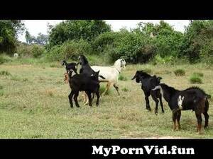 Goat Sex Porn Videos - WOW!! Amazing Breeding goat group from village group sex 1 from village  watch hd porn video Watch Video - MyPornVid.fun